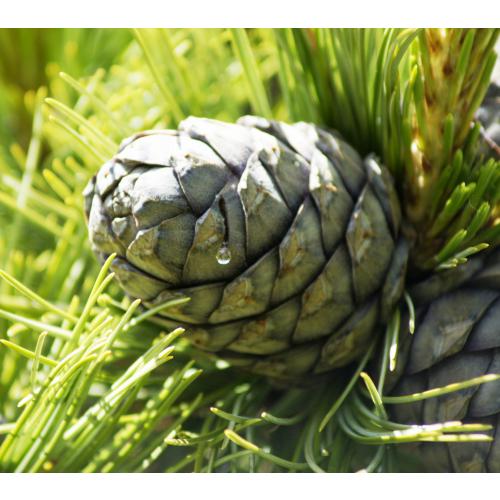 Gebrüder Zirm Schuh-Erfrischer mit 5 Wunderöl