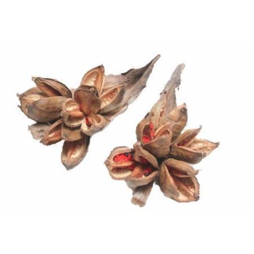 Knospe  Sororoca Penca; Natur; Größe: ca. 40 cm