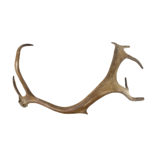 Abwurfstange Rentier, 45 cm