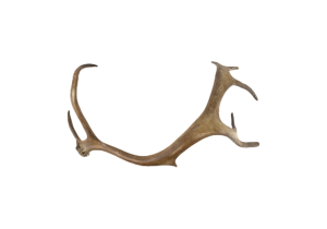 Abwurfstange Rentier, 45 cm