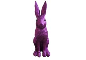 Hase 