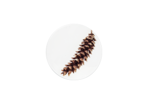 Deckel / Untersetzer 