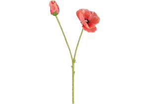 Mohn 