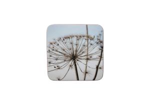 Untersetzer; Natur; Bärenklau (6)