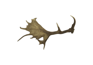 Abwurfstange Dammhirsch (A71kg)